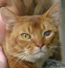 Котик три :)