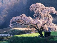 сvetuschaya sakura