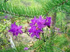 Контрасты, однако! Зелень хвои лиственницы и пурпур цветков багульника (рододендрона)